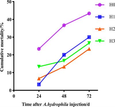 The consumption of fermented Chinese herbs has resulted in better intestinal health and increased resistance to Aeromonas hydrophila in juvenile largemouth bass (Micropterus salmoides)